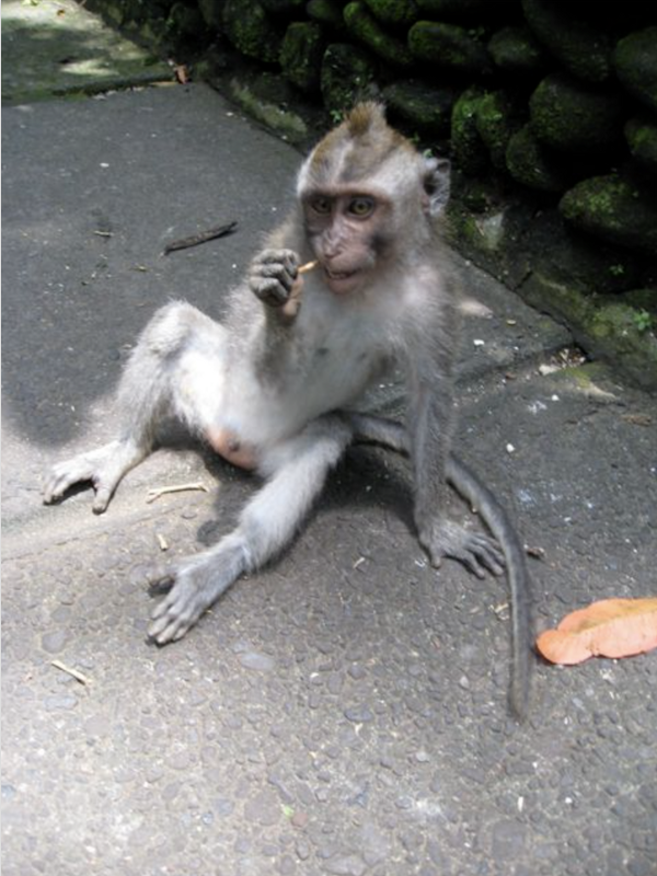 monkey
