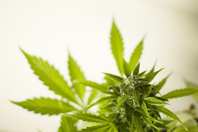 cannabis-oil
